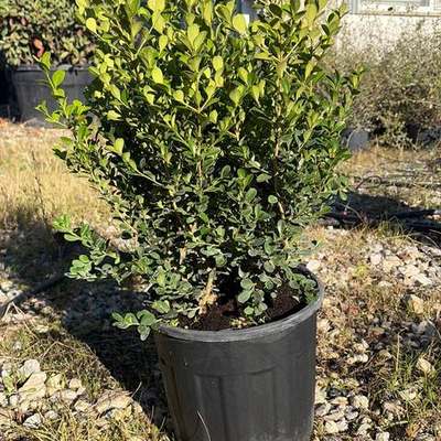Boxwood 13