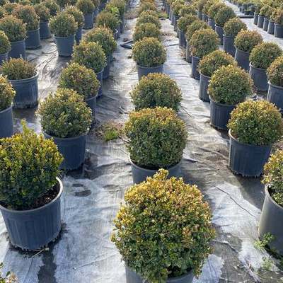Boxwood 14