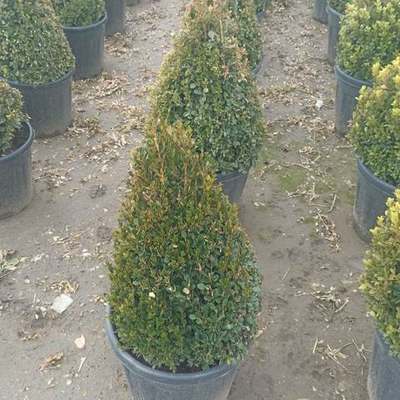 Boxwood 15