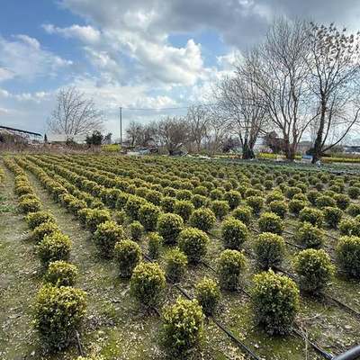Boxwood 16