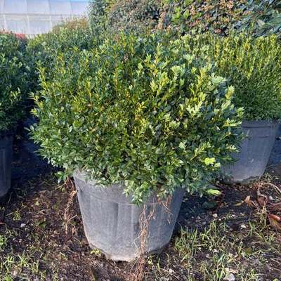 Boxwood 17