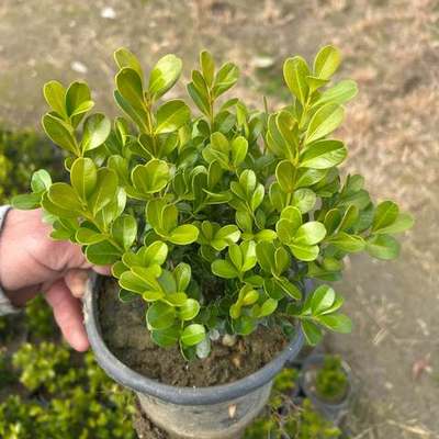Boxwood 18