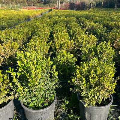 Boxwood 19