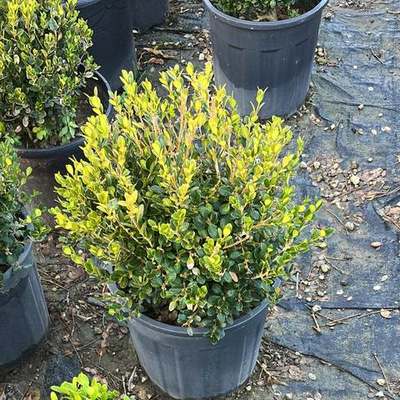 Boxwood 20