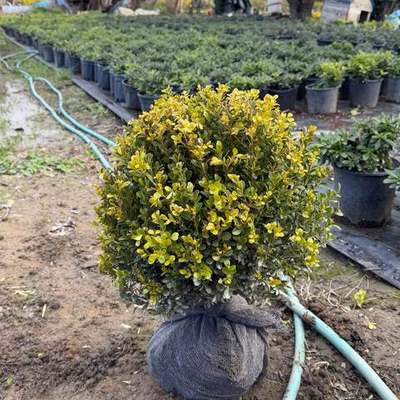 Boxwood 21
