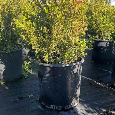 Boxwood 22