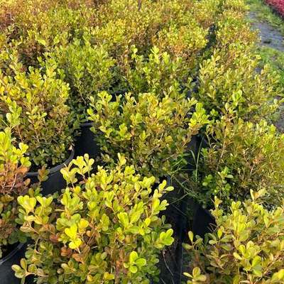 Boxwood 23