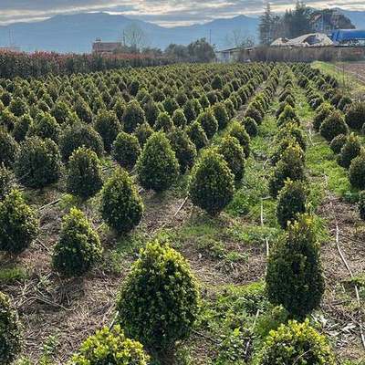 Boxwood 24