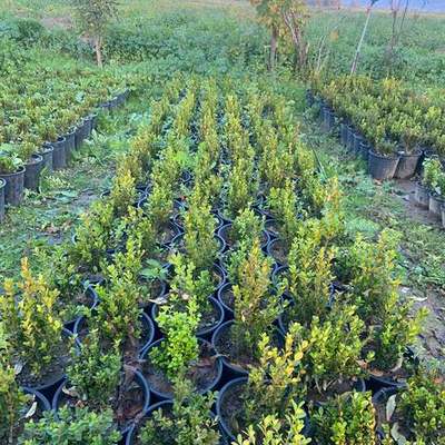 Boxwood 25