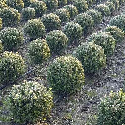 Boxwood 26