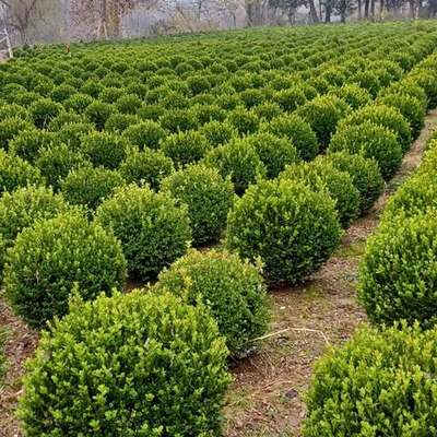 Boxwood 27