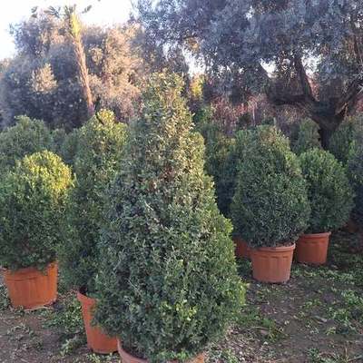 Boxwood 28