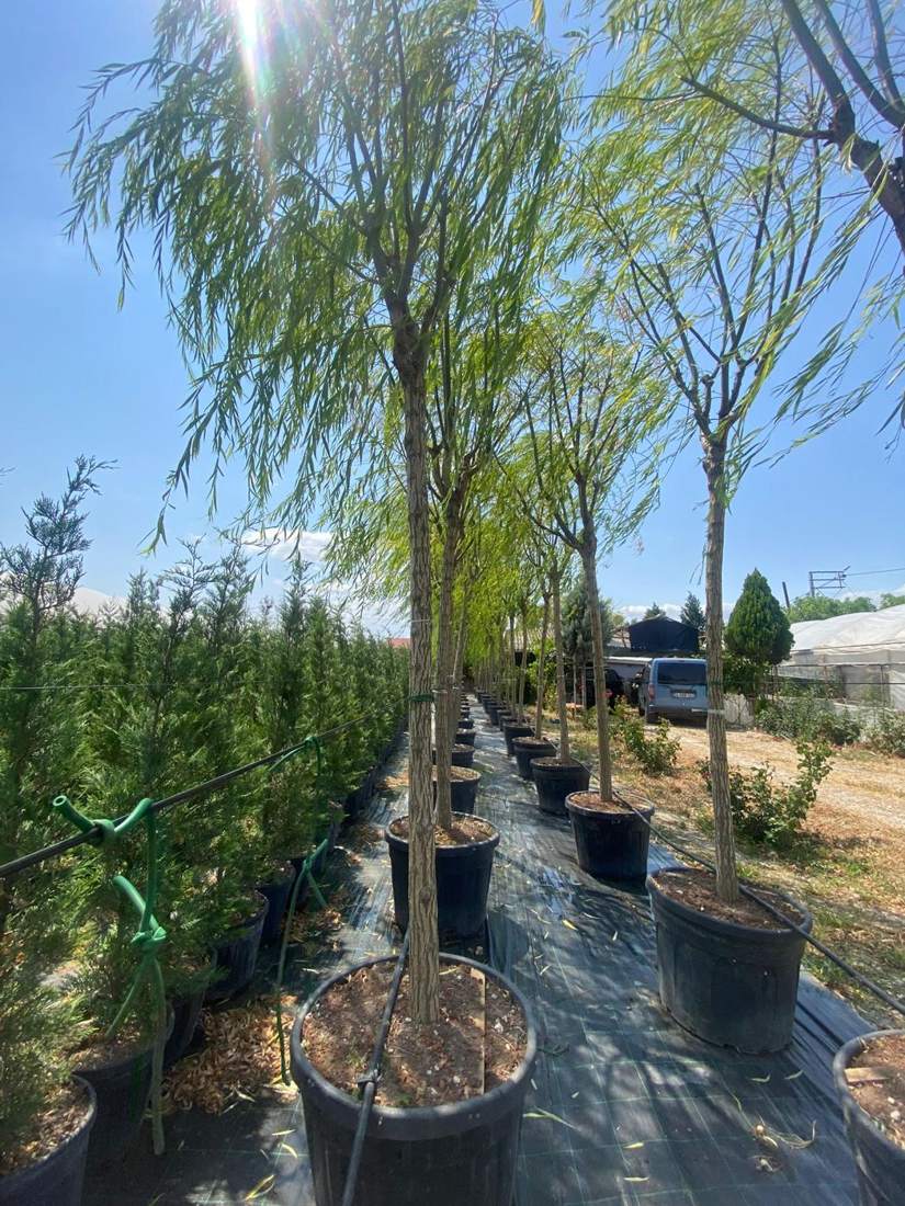 Willow & Poplar (Salix, Populus)