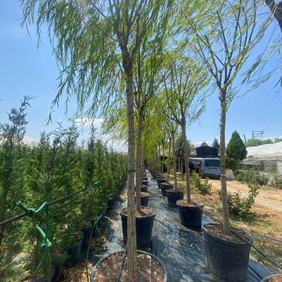 Willow & Poplar (Salix, Populus)
