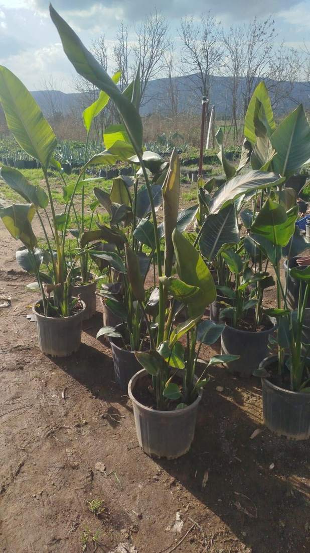 Bird of Paradise (Strelitzia) (Strelitzia reginae, S. nicolai)