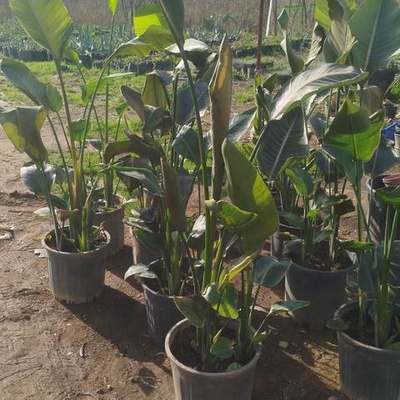 Bird of Paradise (Strelitzia) (Strelitzia reginae, S. nicolai)