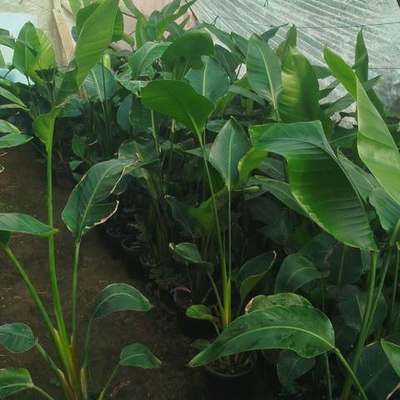 Bird of Paradise (Strelitzia) 2