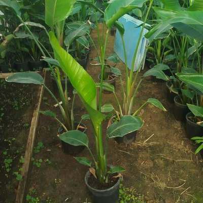 Bird of Paradise (Strelitzia) 3