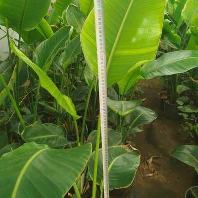 Bird of Paradise (Strelitzia) 4