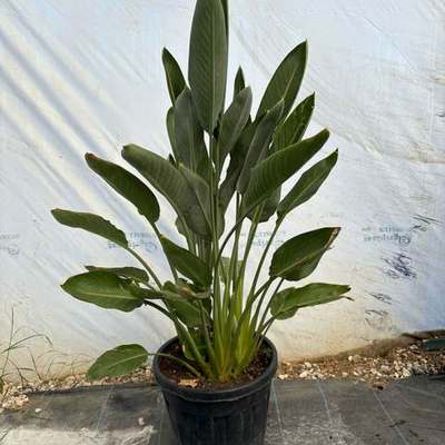 Bird of Paradise (Strelitzia) 5