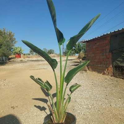 Bird of Paradise (Strelitzia) 7