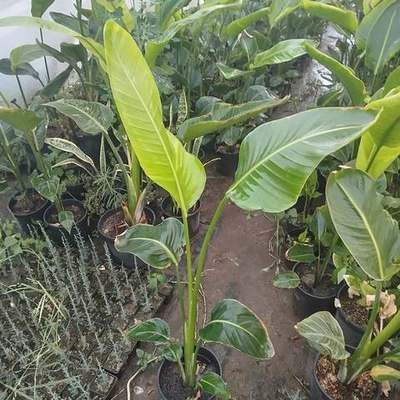 Bird of Paradise (Strelitzia) 8