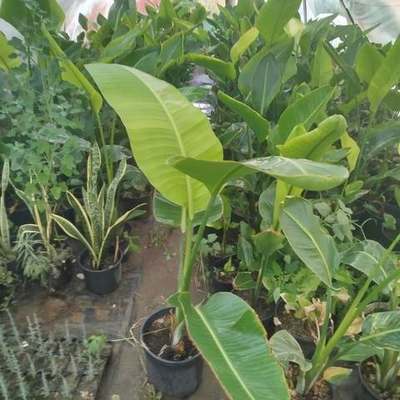 Bird of Paradise (Strelitzia) 9