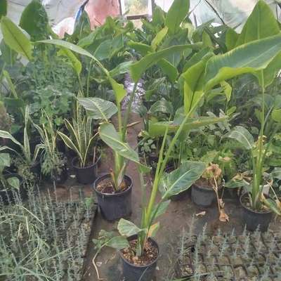 Bird of Paradise (Strelitzia) 10