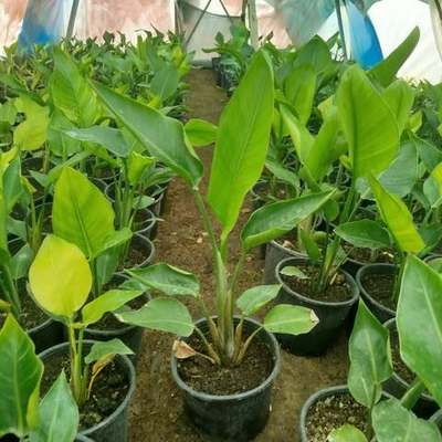 Bird of Paradise (Strelitzia) 11