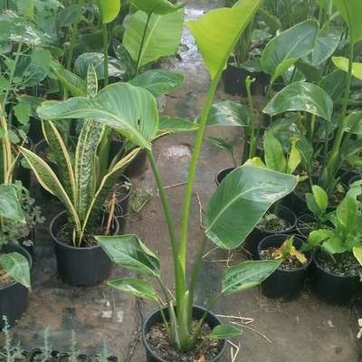 Bird of Paradise (Strelitzia) 13