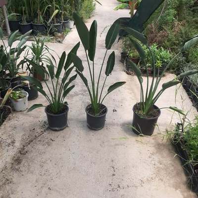 Bird of Paradise (Strelitzia) 14