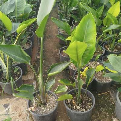 Bird of Paradise (Strelitzia) 15