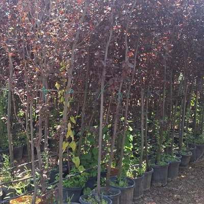 Ornamental Cherry & Plum 4