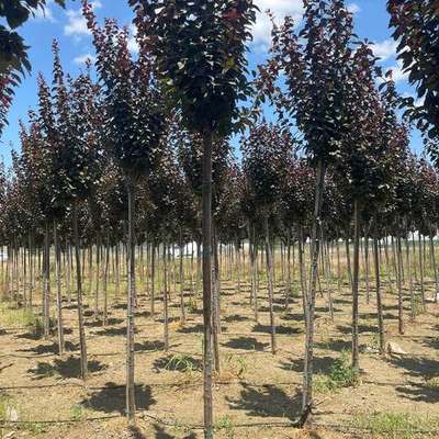 Ornamental Cherry & Plum 5