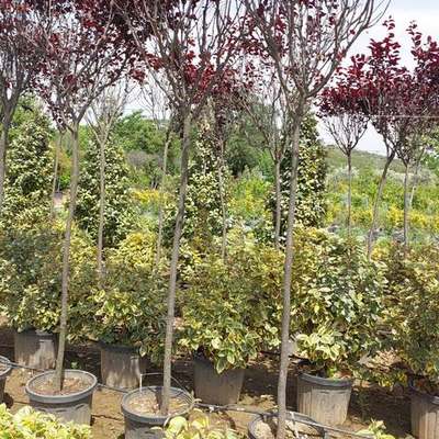 Ornamental Cherry & Plum 6