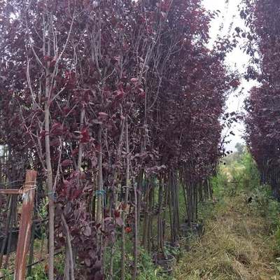 Ornamental Cherry & Plum 7