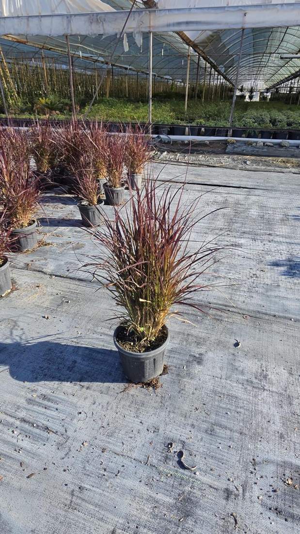 Ornamental Grasses (Carex, Festuca, Pennisetum, Stipa)
