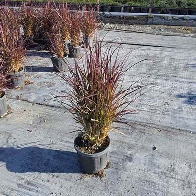 Ornamental Grasses (Carex, Festuca, Pennisetum, Stipa)