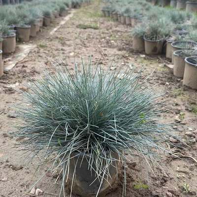 Ornamental Grasses 2
