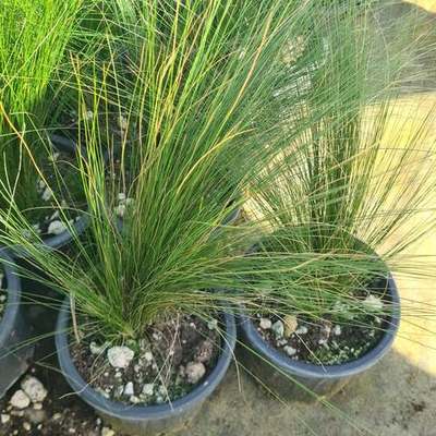 Ornamental Grasses 3