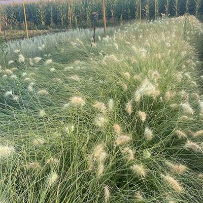 Ornamental Grasses 4