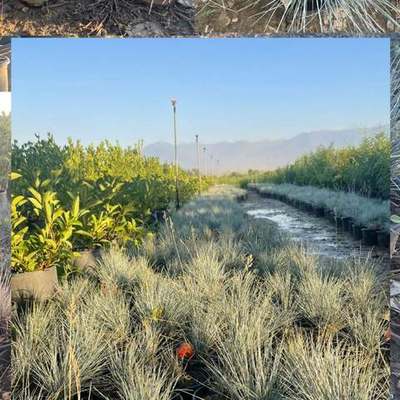 Ornamental Grasses 5
