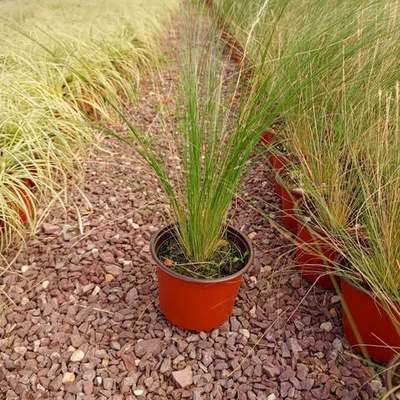 Ornamental Grasses 6