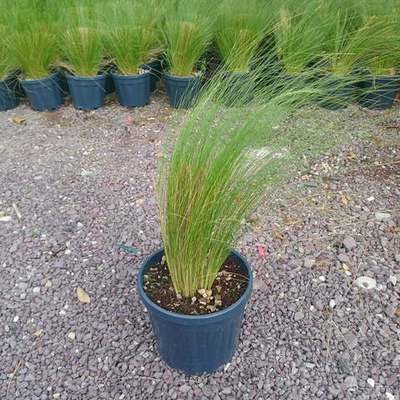 Ornamental Grasses 7