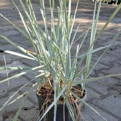 Ornamental Grasses 8