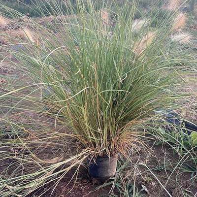 Ornamental Grasses 9