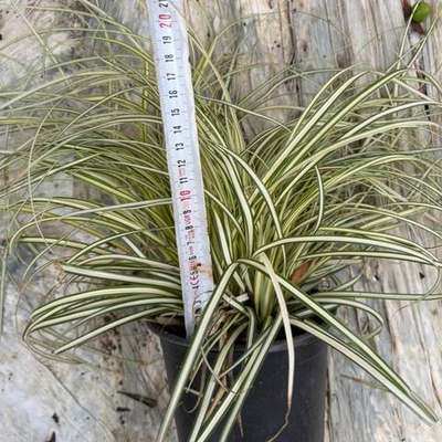 Ornamental Grasses 10