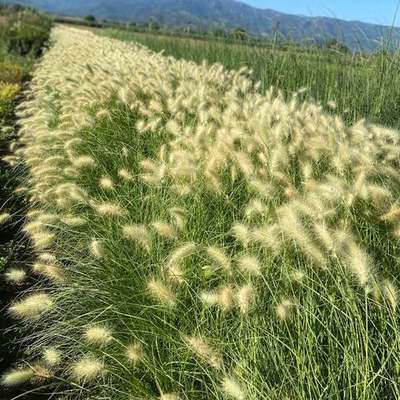 Ornamental Grasses 11