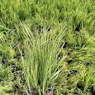 Ornamental Grasses 12
