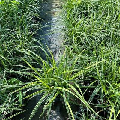 Ornamental Grasses 13